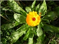 neven